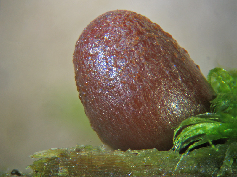 Lycogala conicum